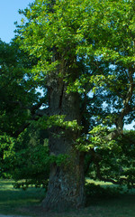 Fototapeta premium Old big oak with leaves (8)