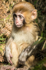 Baby Macaque monkey