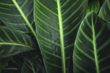 Green leaf background in a refreshing forest