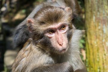 Obraz premium Macaque monkey