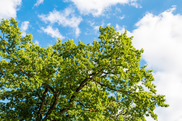 Fototapeta premium Green tree against blue sky with clouds