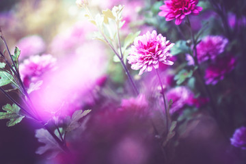 Fototapeta na wymiar pink lilac vintage flowers in nature. Outdoor garden beautiful plants background