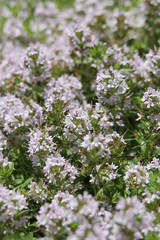 イブキジャコウソウ