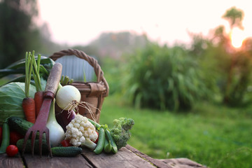 fresh vegetable harvest nature outdoor