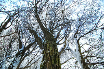 winter snow branch tree covered