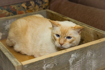 Naklejka premium Thai cat with blue eyes sits in wooden box