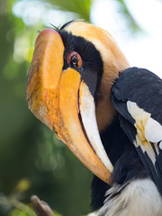 オオサイチョウ