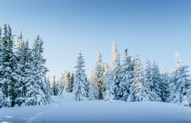 Mysterious winter landscape majestic mountains in winter. Magical snow covered tree. In anticipation of the holiday. Dramatic wintry scene. Carpathian. Ukraine. Happy New Year.