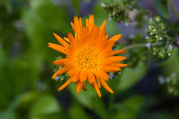 Närbild på en orange ringblomma utomhus mot grönt lövverk