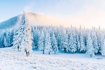 Mysterious winter landscape majestic mountains in winter. Magical snow covered tree. In anticipation of the holiday. Dramatic wintry scene. Carpathian. Ukraine. Happy New Year.