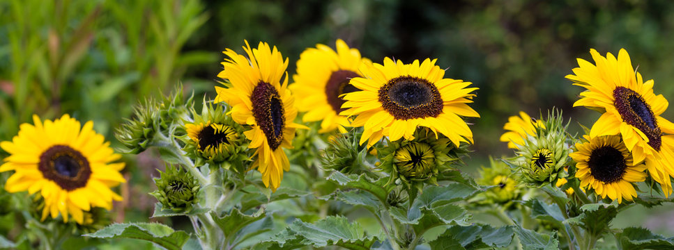 banner med gula solrosor i tr&auml;dg&aring;rden