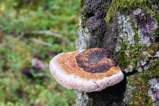 Mushroom Fomitopsis pinicola on a birch