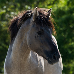 Portrait wild horse in national park Austria Europe