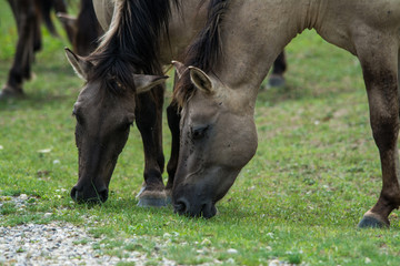 Fototapeta premium Portrait wild horse in national park Austria Europe