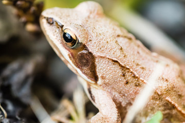 Small frog sitting in grass near a pond