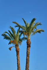 Fototapeta premium Palm tree on the sky background