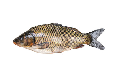 Carp isolated on white