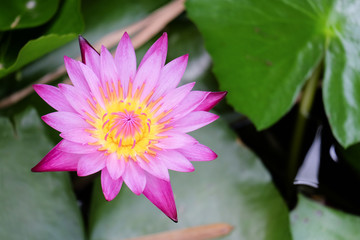 Fototapeta premium Blooming pink miami rose lotus