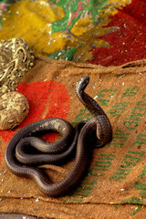 serpent