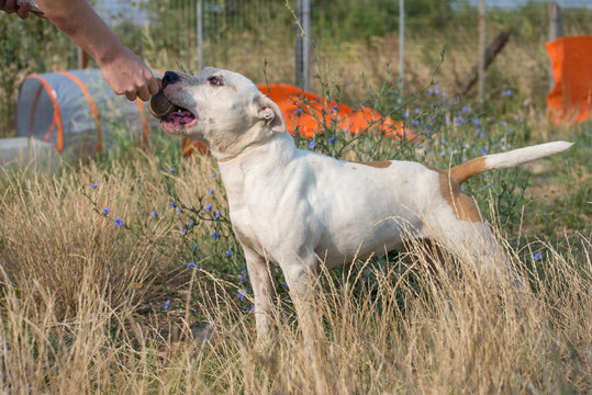 Beautiful homeless white dog from dogs shelter