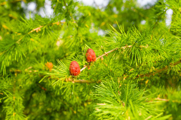 Two young cones on a larch branch on a blurred background 