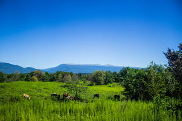 A beautiful mountain landscape with cows and trees