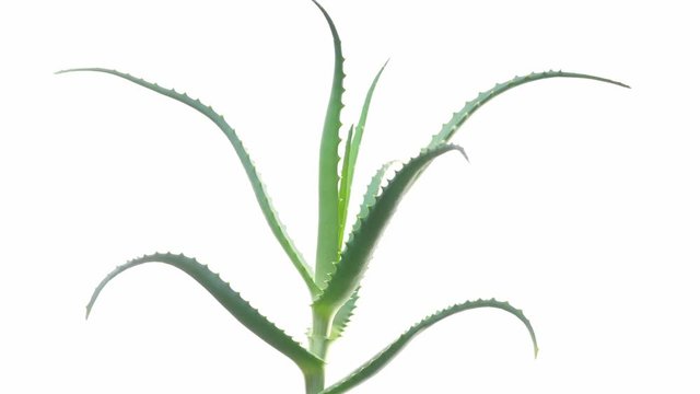 aloe leaf