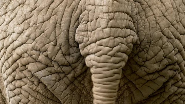 African elephant's tail