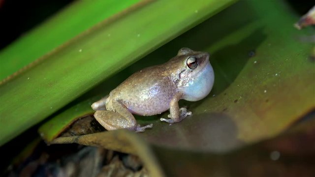 Night singing (mating calls) of common Сoqui frogs. Big island, Hawaii, USA
