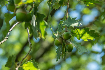 Acorns hanging on a brach in oak tree