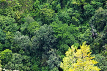 Aerial view of rain forest, Medan, Indonesia.