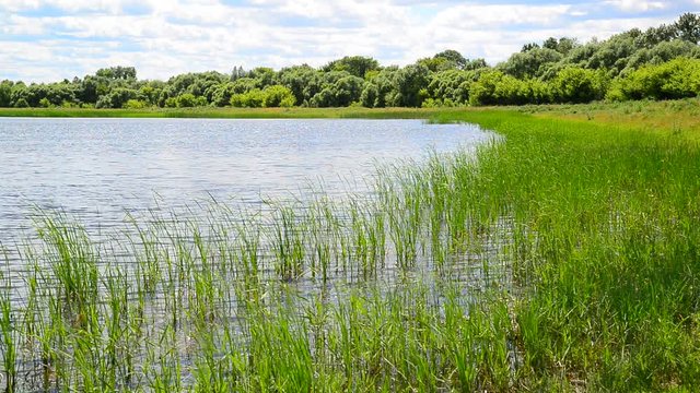 Fragment of pond overgrown with reeds