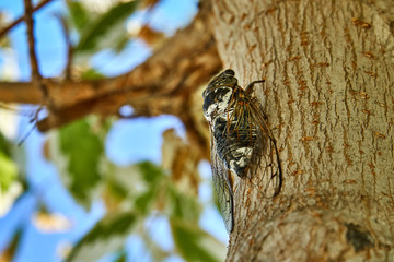 Obraz premium Large cicadas on the tree