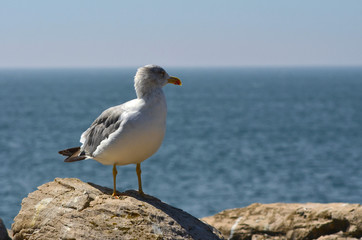Fototapeta premium Albatross, bird, seagull, sea