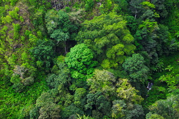 Aerial view of rain forest, Medan, Indonesia.