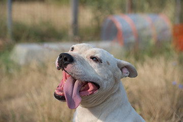 Cheerful white dog on dogs shelter playground