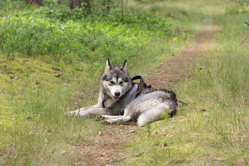 Dog breed alaskan malamute on the walking in a forest