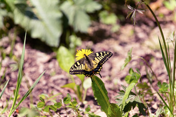 Butterfly on a meadow of yellow dandelions. Selective focus. Shallow depth of field. Toned