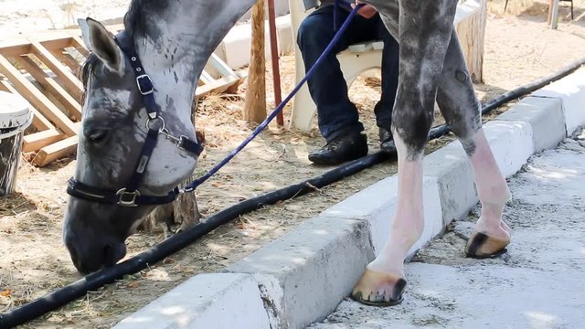 Horse