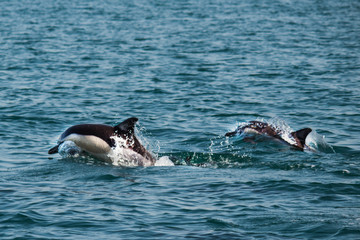 Two white-skinned dolphins jumping into the sea