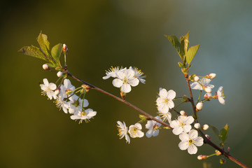 Blossom branch of apple or cherry. Shallow depth of field. Selective focus