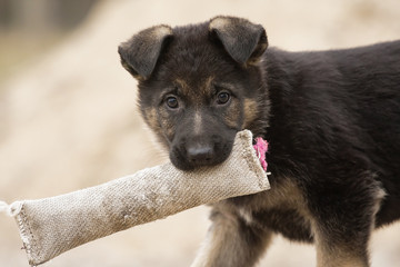 deutscher schäferhund welpe
