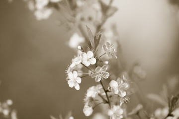 Blossom branch of apple or cherry. Shallow depth of field. Selective focus. Toned