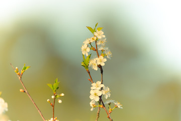Blossom branch of apple or cherry. Shallow depth of field. Selective focus. Toned