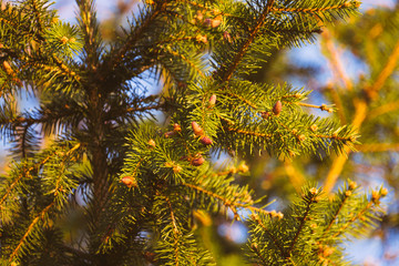 Fototapeta na wymiar Green branch of a fir with young cones. Shallow depth of field. Selective focus. Toned