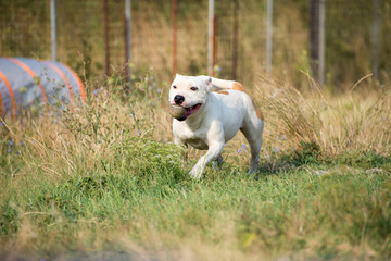 Cheerful white dog on dogs shelter playground