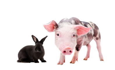 Portrait of a curious pig and black rabbit, isolated on a white background