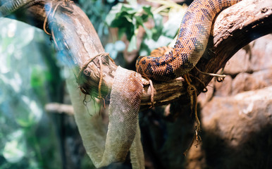 Picture of snake and its shedded skin on tree