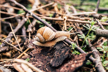 Photo of the little snail in the grass