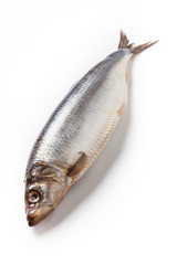 Herring fish on a white background